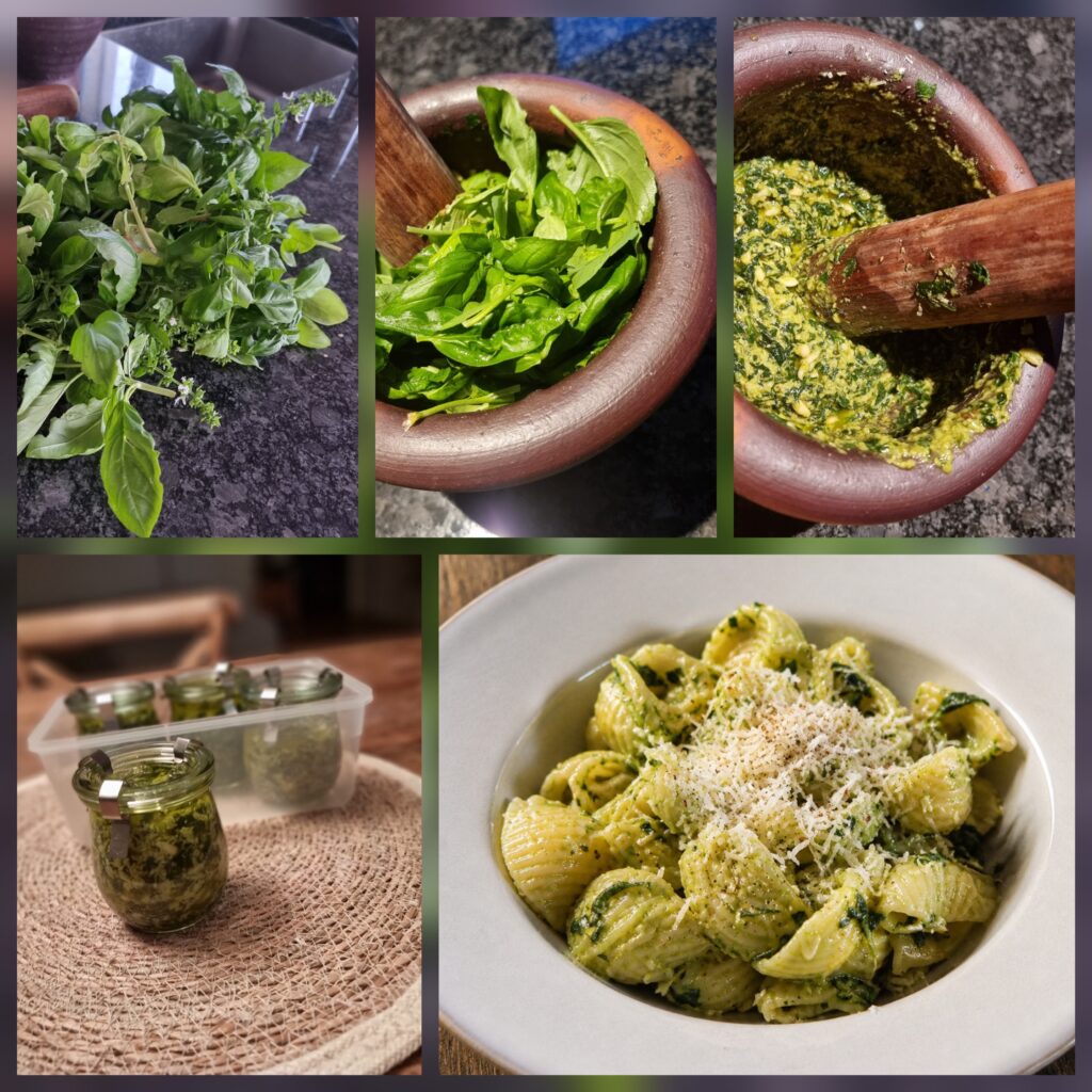 frische Müscheli vom pastamacher mit Pesto Genovese (Basilikum vom Balkon)